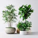 室內(nèi)綠植組合 清新自然風(fēng)