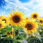 陽(yáng)光下向日葵迎水珠綻放