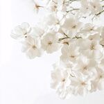 潔白櫻花綻放枝頭