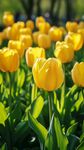 陽光下的黃色郁金香花海