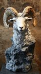 羊頭雕塑 展現(xiàn)野性之美