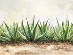 翠綠蘆薈植株生機(jī)盎然