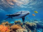 深海鯨魚(yú)與繽紛珊瑚景觀