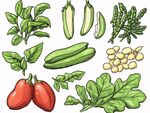多彩蔬菜插畫集合
