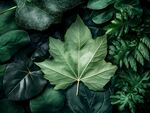 翠綠楓葉于繁茂葉間獨(dú)綻