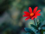 嬌艷紅花朵特寫