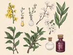 植物標(biāo)本與藥劑瓶插畫