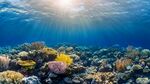 海底絢爛珊瑚世界