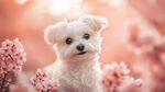 春日萌犬賞爛漫櫻花