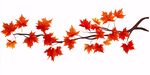 秋日紅楓葉枝插畫