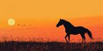 夕陽下獨行的駿馬