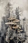 奇幻森林中的巨型蘑菇景觀