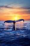 夕陽(yáng)下鯨魚(yú)尾鰭破水而出