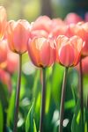 陽光下的粉色郁金香花海
