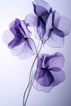 夢幻紫色花朵藝術攝影圖