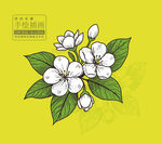 茉莉花手繪插畫