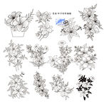 百合花卉線稿圖案設(shè)計(jì)素材
