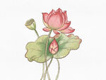 手繪荷花圖插畫(huà)