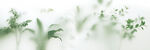 霧氣磨砂膜效果綠植貼圖