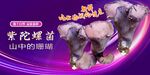 紫陀螺菌