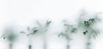 霧氣磨砂膜效果綠植貼圖
