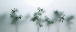 霧氣磨砂膜效果綠植貼圖