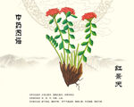 紅景天中藥材紅景天