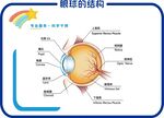 眼球的結(jié)構(gòu)