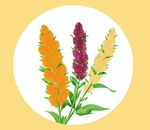 多彩莧菜花插畫(huà)