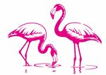 火烈鳥
