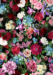 滿底亂花