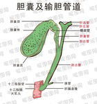 膽囊及輸膽管道解剖圖