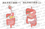消化系統示意圖展示