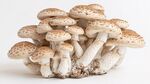 簇生的多孔菌蘑菇特寫