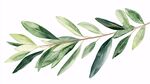 水彩繪橄欖枝清新自然風(fēng)