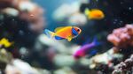 多彩海魚悠游于珊瑚間