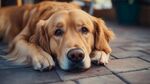 趴在地上的憂郁金毛犬