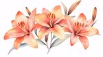 橙色百合花水彩插畫