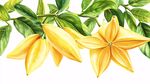 黃色星狀花與綠葉插畫