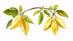 金黃可可果枝葉插畫(huà)
