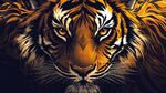 威嚴(yán)猛虎 盡顯王者之氣