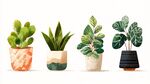 四盆別致盆栽植物插畫