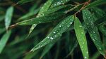雨后竹葉上的晶瑩水珠