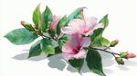 嬌艷木槿花枝綻放
