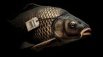 帶標(biāo)簽的鯉魚特寫