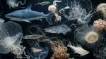 夢(mèng)幻海洋生物大集合