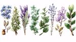 水彩繪芳香植物與小瓶