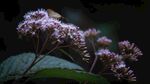 蝴蝶停駐紫色花卉之上