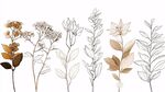 手繪植物花卉線條插畫