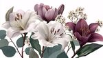 優(yōu)雅百合花卉插畫